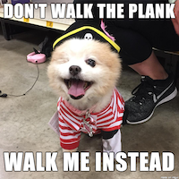 a small cute dog dressed as a pirate saying: don't walk the planl, walk me instead