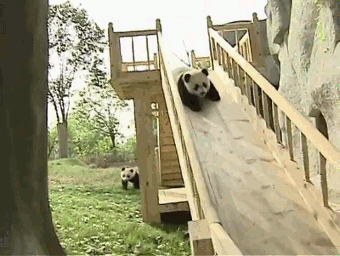 Animated GIF of a panda going down a slide